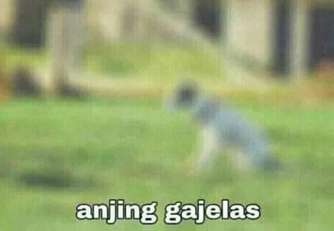 Meme Anjing 5 24ecd