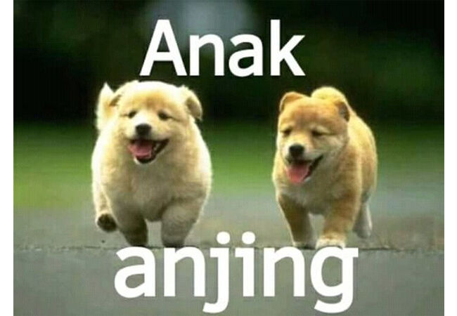 Meme Anjing 6 7fd7b