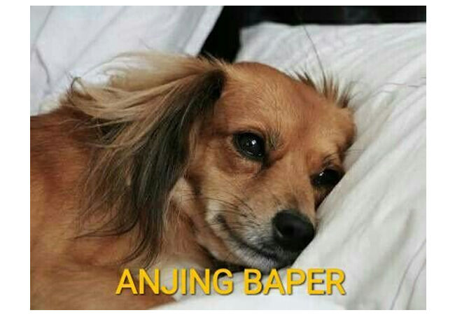 Meme Anjing 7 4d658