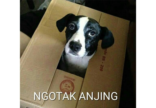 Meme Anjing 9 Eac99