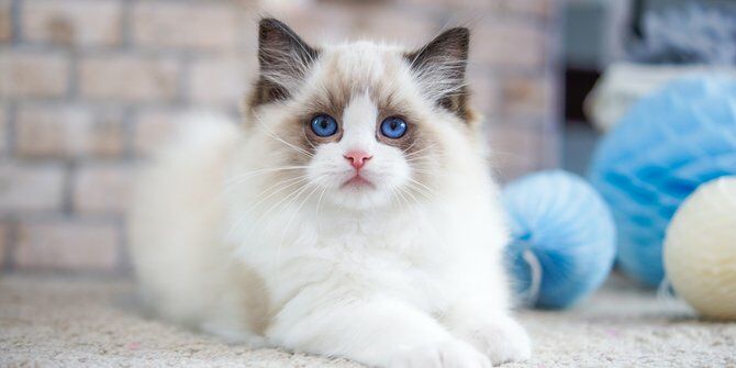 17 Ras Kucing Tercantik di Dunia, Ada dari Indonesia? | Jalantikus