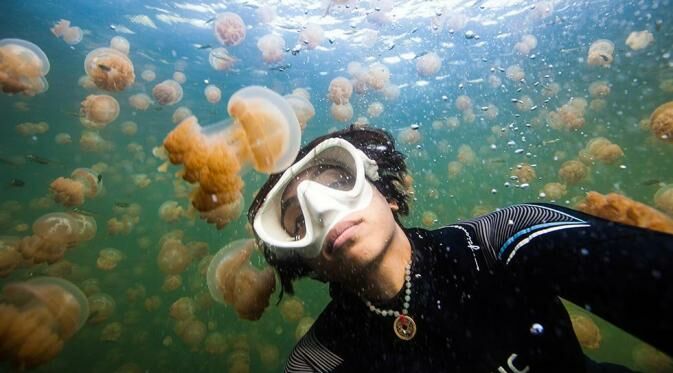 Jellyfish Lake B2808