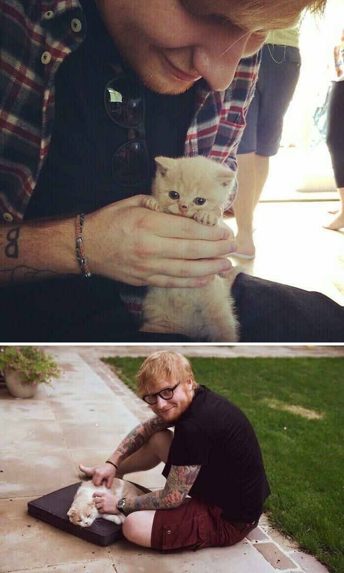 Ed Sheeran Kucing 42c73