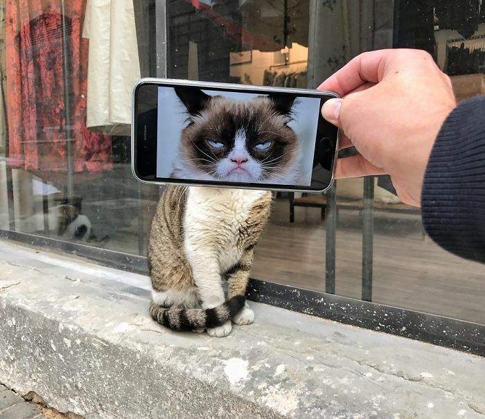 Kucing Si Muka Jahat