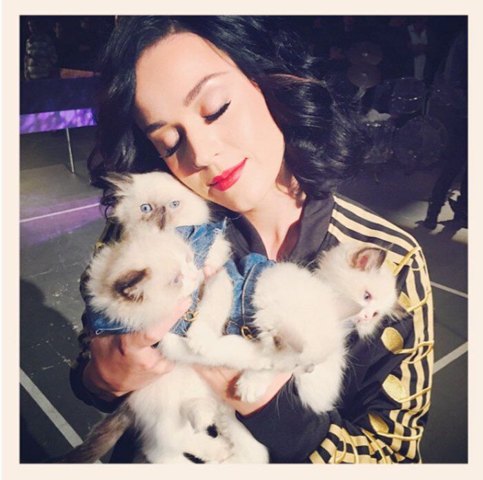 Katy Perry Kucing 971a2