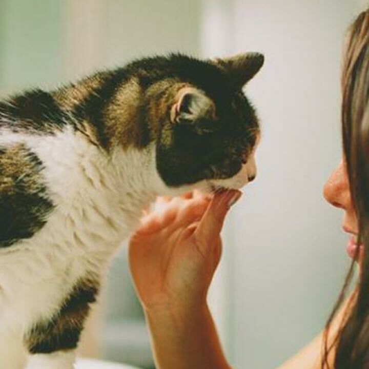 Aplikasi Tentang Kucing Jalantikus Com