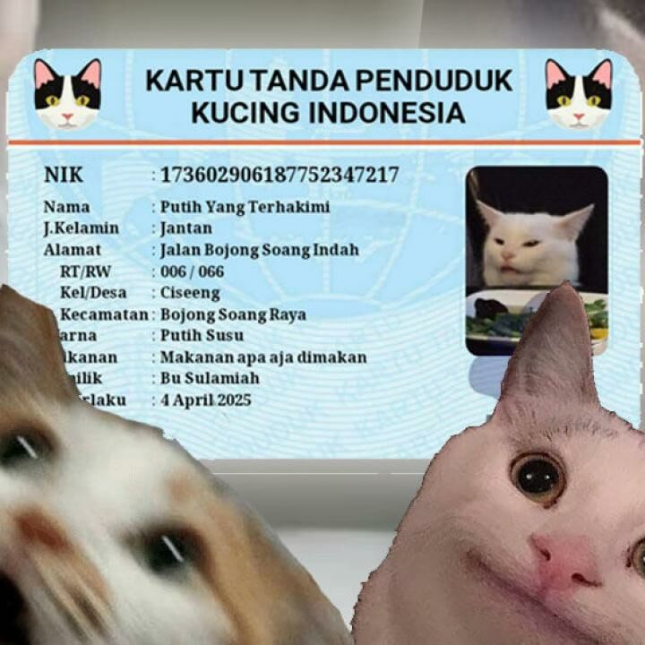 Bolaku Ktp Kucing Indonesia