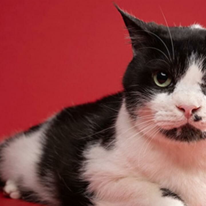 Heboh, Ada Kucing Zombie di Florida, AS! | JalanTikus
