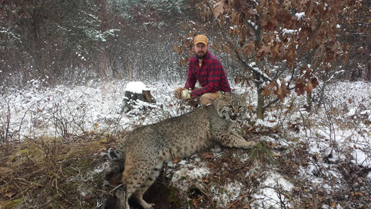 Bobcat Vs Human