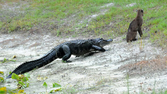 Gator Vs Bobcat