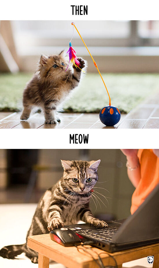 Begini Teknologi Mengubah Kehidupan Kucing 15