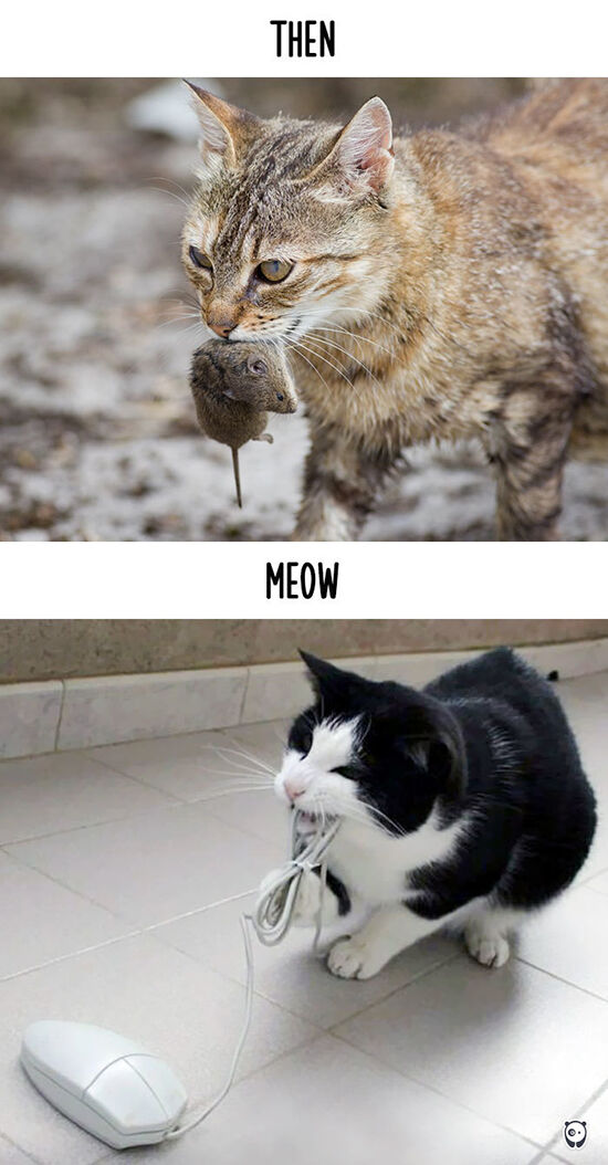 Begini Teknologi Mengubah Kehidupan Kucing 4