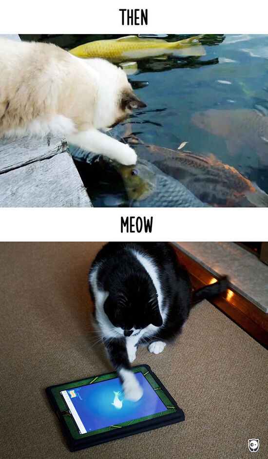 Begini Teknologi Mengubah Kehidupan Kucing 8