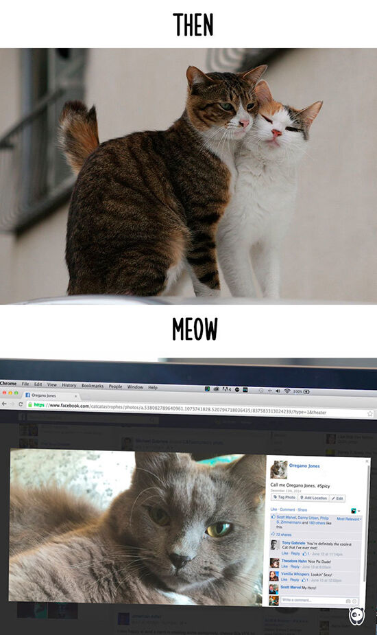 Begini Teknologi Mengubah Kehidupan Kucing 9