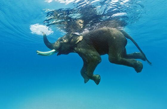 5 Foto Gajah