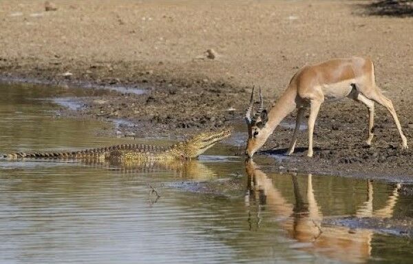 Foto Wildanimals Wateringhole2
