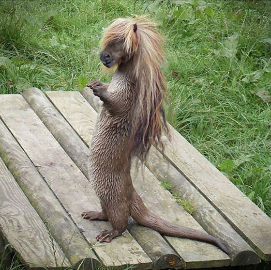 Hairy Potter Foto Photoshop Unik Gabungan Hewan