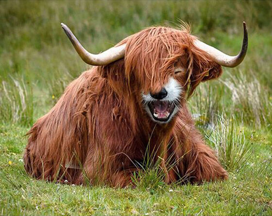 Highland Red Pandow Foto Photoshop Unik Gabungan Hewan