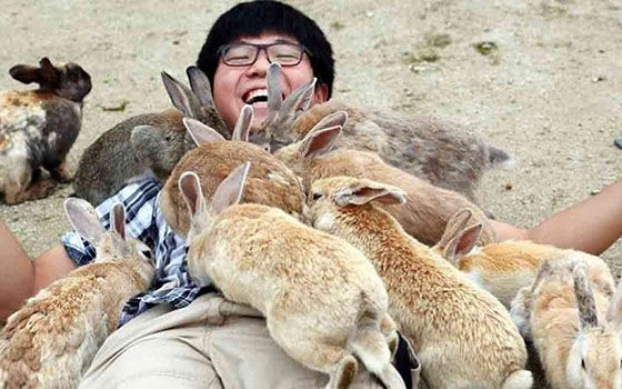 Hal Aneh Jepang Okunoshima 79ec8