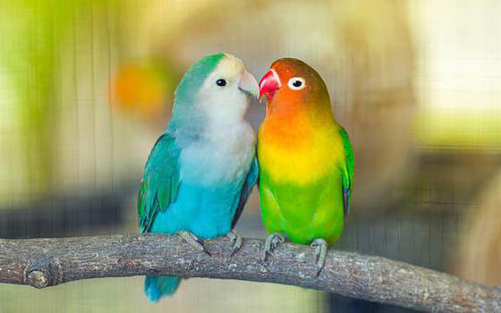 Aplikasi Ktp Burung 03d4b
