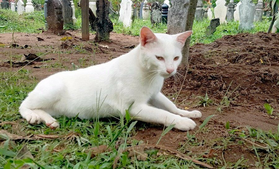 Si Putih 142dd