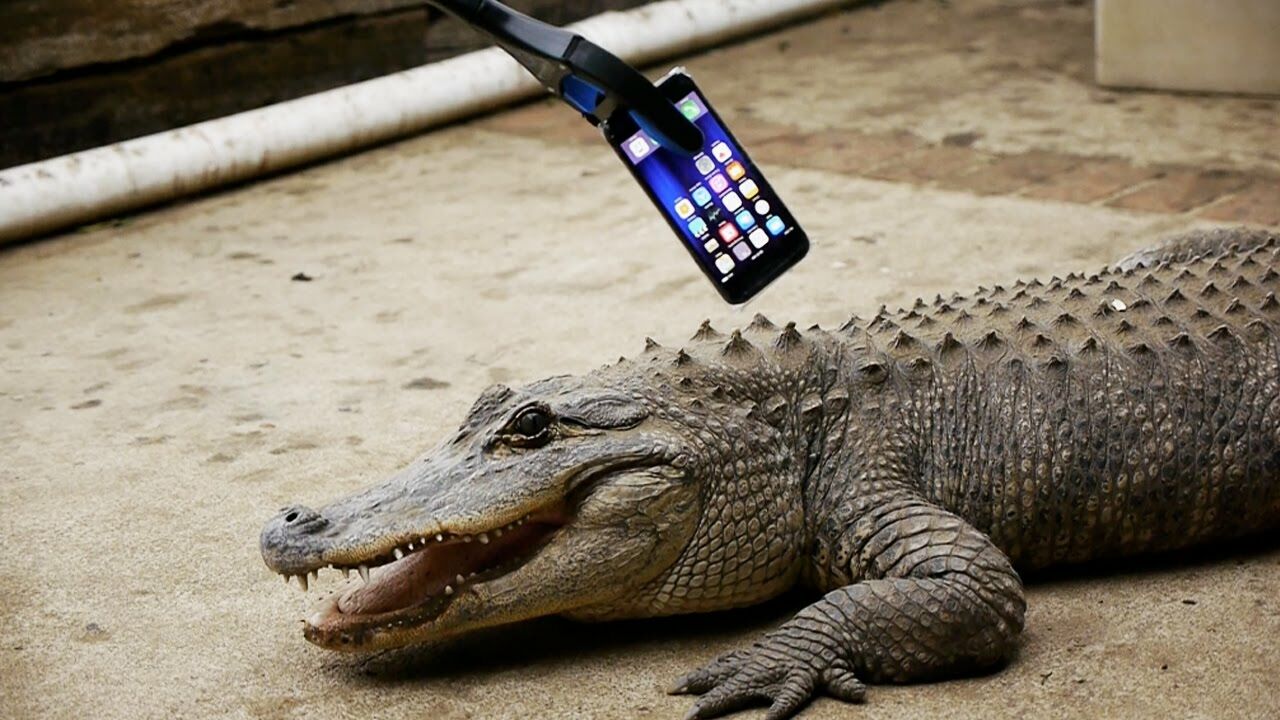 Iphone 7 Vs Aligator