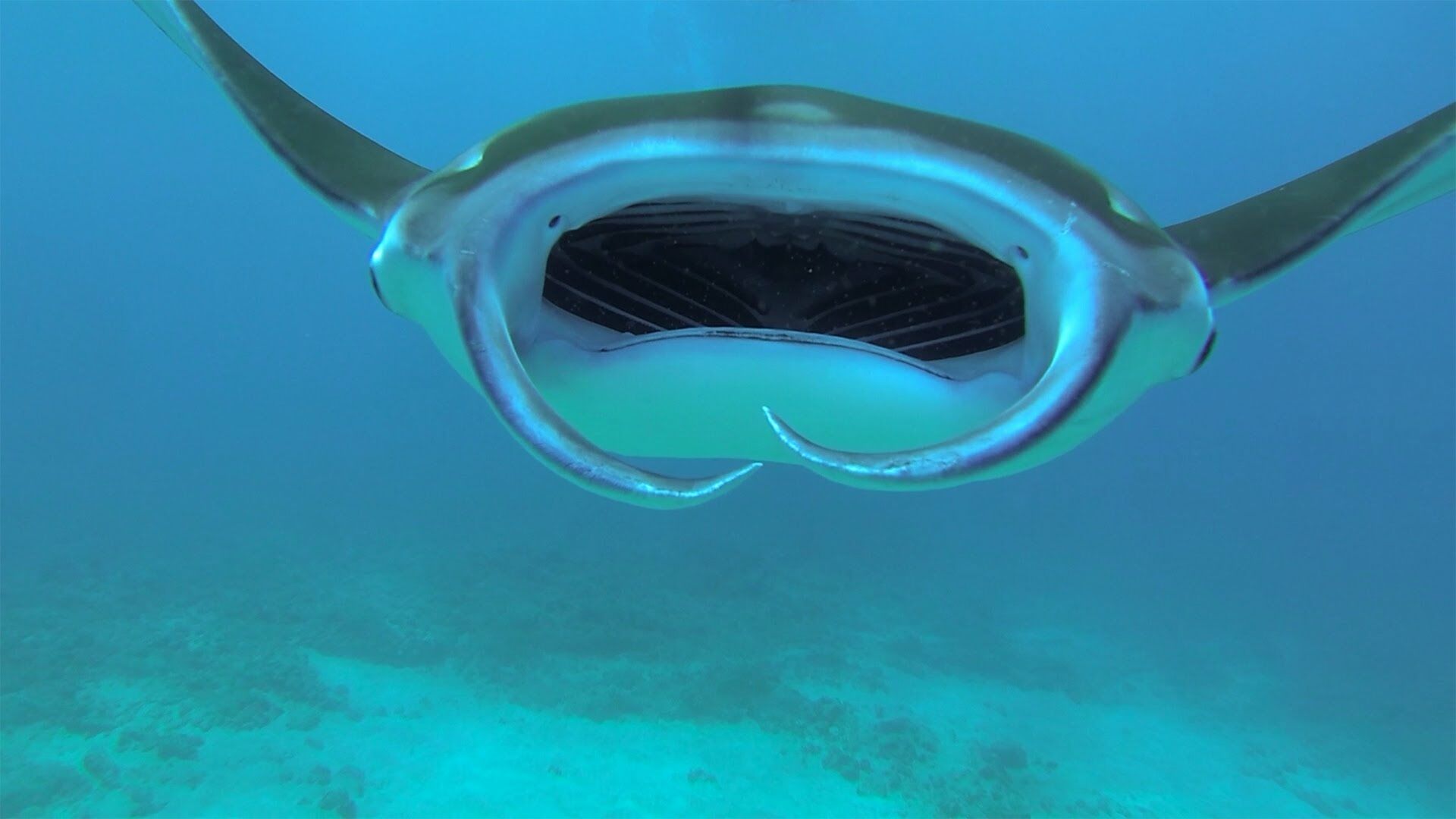 Manta Ray