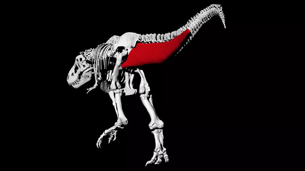 Rekonstruksi Tulang Dan Ligamen Digital T Rex Dceda