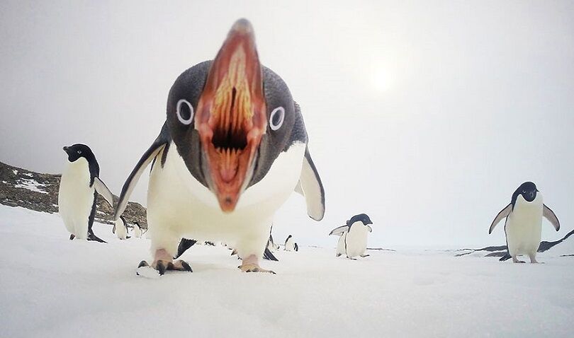 Foto Terbaik National Geographic 5