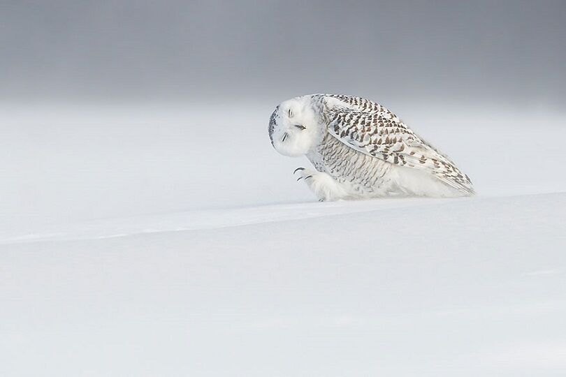 Foto Terbaik National Geographic 4