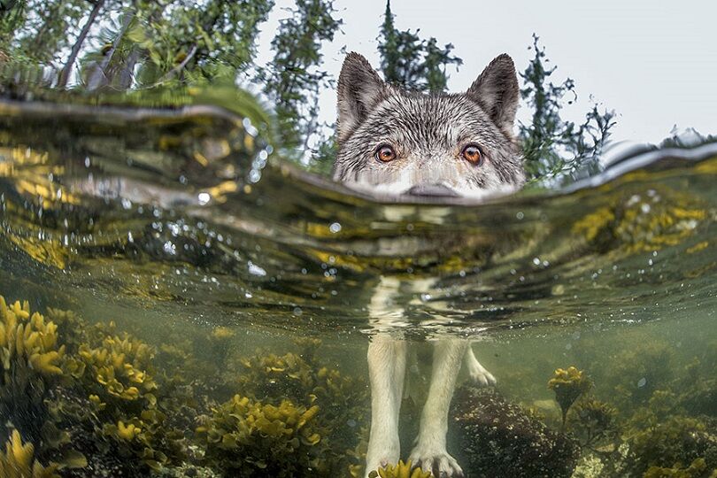 Foto Terbaik National Geographic 6