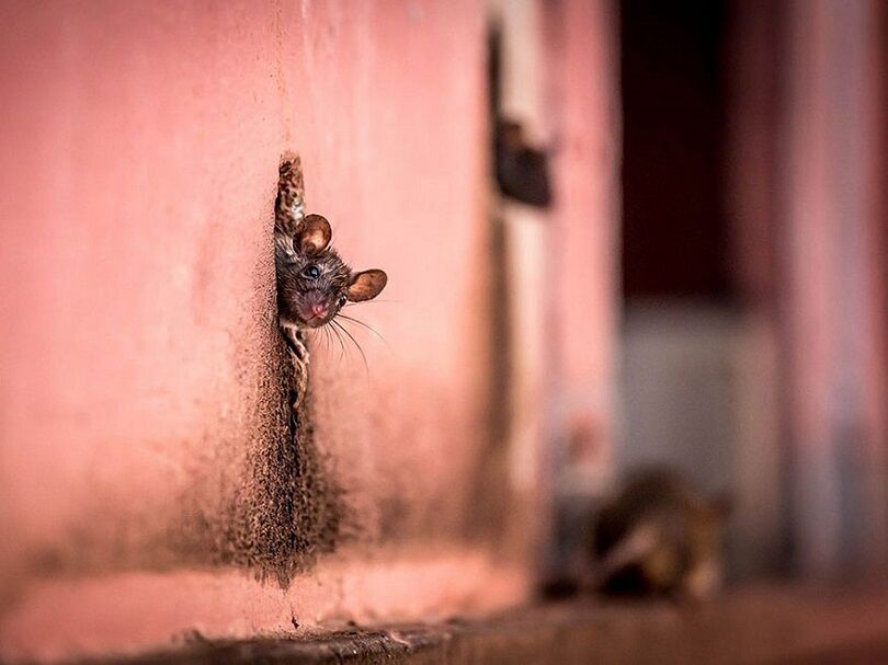 Foto Terbaik National Geographic 1