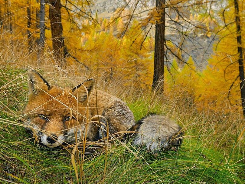 Foto Terbaik National Geographic 11