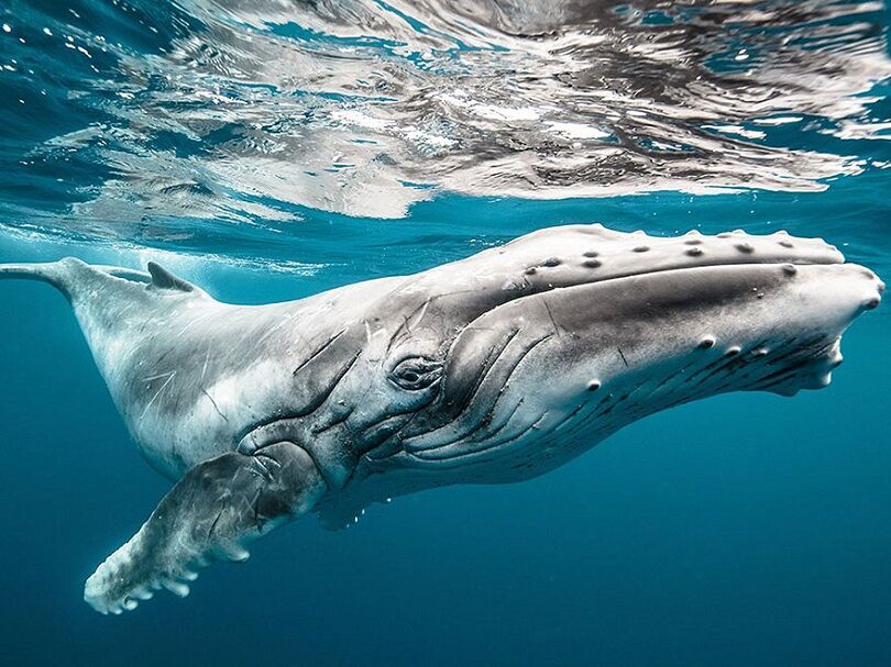 Foto Terbaik National Geographic 13