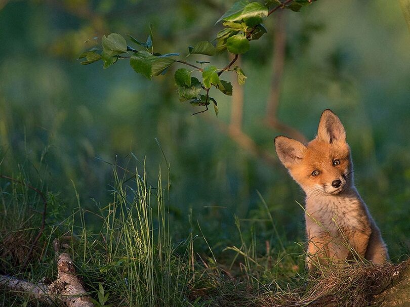 Foto Terbaik National Geographic 14