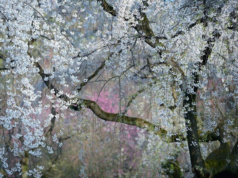 Foto Terbaik National Geographic 19