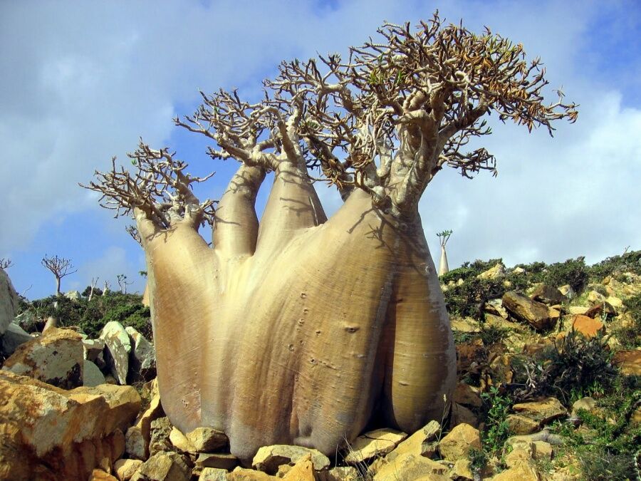 Foto Terlihat Seperti Planet Lain 15