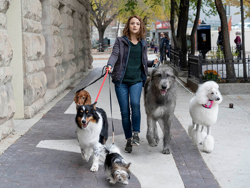 2019 ADogsJourney Stills 03 37431