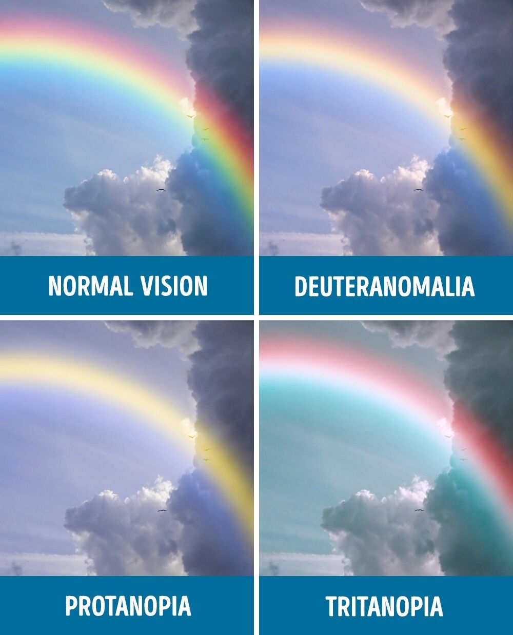 Perbandingan Mata Normal Dan Buta Warna 9