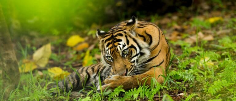 Pertama di Indonesia, Lihat Keajaiban Leuser Lewat Google ...