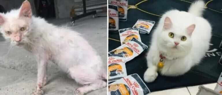 Viral Kucing Liar Ini Berubah Jadi Cantik Jalantikus