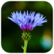 Blur Image - DSLR Focus Effect