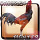 Chicken Fighter Indonesia