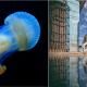 Foto Tanpa Photoshop Paling Wow Banner